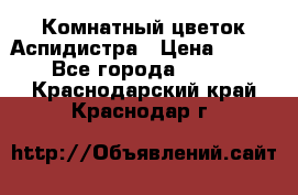 Комнатный цветок Аспидистра › Цена ­ 150 - Все города  »    . Краснодарский край,Краснодар г.